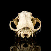Cargar imagen en el visor de la galería, Wolf Skull Cast Replica TMF wolf skull #2