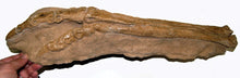 画像をギャラリービューアに読み込む, Ornithomimus Dinosaur Foot Cast Replica