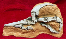 Load image into Gallery viewer, Velociraptor Foot in matrix cast replica