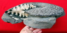 Load image into Gallery viewer, Placenticeras meeki, Ammonite #1193 cast replica