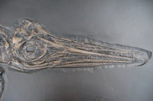 Laden Sie das Bild in den Galerie-Viewer, Ichthyosaurus, 48-inch Skeleton #1010 replica