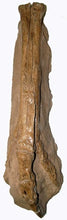 Charger l'image dans la galerie, Ornithomimus dinosaur foot cast replica
