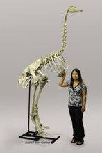 Load image into Gallery viewer, Elephant Bird cast replica recreation