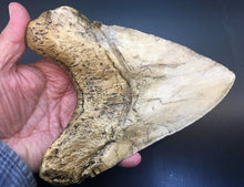 Load image into Gallery viewer, Megalodon Shark Tooth Over 7 Inches, World Record Cast Replica