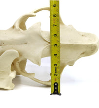 Load image into Gallery viewer, Lion: African Lion Skull Male Bone Clones BC-054 Updated 2025
