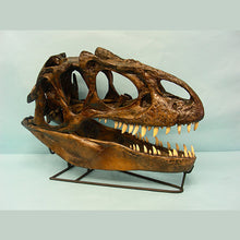 画像をギャラリービューアに読み込む, Allosaurus skull cast replica (no stand) Dinosaur