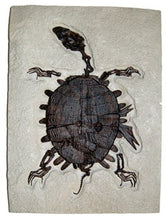 Load image into Gallery viewer, Turtle: Trionyx, green river turtle with bite marks #1383 replica