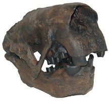 Load image into Gallery viewer, Megalonyx Ground Sloth skull cast replica #2 Adult skull