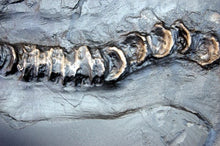 Laden Sie das Bild in den Galerie-Viewer, Ichthyosaurus, 48-inch Skeleton #1010 replica