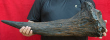 画像をギャラリービューアに読み込む, Triceratops Brow Horn 32 Inches Long #