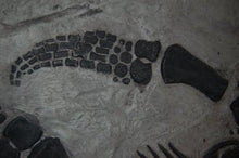 Charger l'image dans la galerie, Plesiosaurus macrocephalus, juvenile Found by Mary Anning #430