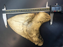 Load image into Gallery viewer, Megalodon Shark Tooth Over 7 Inches, World Record Cast Replica