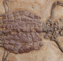Cargar imagen en el visor de la galería, Crocodilaemus robustus, crocodile, Jurassic #1597 replica