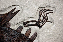 Load image into Gallery viewer, Turtle: Trionyx, green river turtle with bite marks #1383 replica