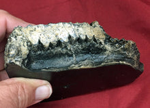 Load image into Gallery viewer, Edmontosaurus Tooth "Battery" Teeth. Cast Replica #2 Dinosaur