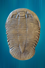 Load image into Gallery viewer, Dikelocephalus minnesotensis Trilobite cast replica