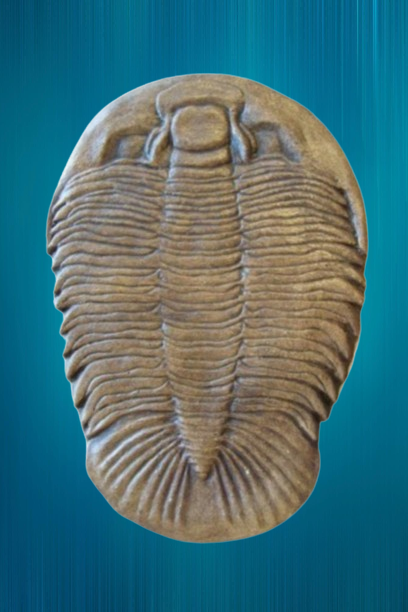 Dikelocephalus minnesotensis Trilobite cast replica