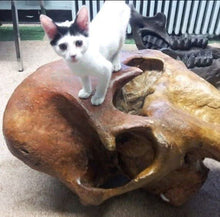 Load image into Gallery viewer, Mammoth Skull cast replica #1 with tusks Pleistocene. Ice Age