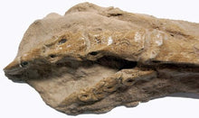 Charger l'image dans la galerie, Ornithomimus dinosaur foot cast replica