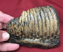 Load image into Gallery viewer, Edmontosaurus Tooth "Battery" Teeth. Cast Replica #2 Dinosaur