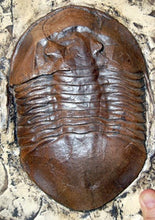 Laden Sie das Bild in den Galerie-Viewer, Trilobite: Isotelus maximus, State Fossil of Ohio, Trilobite cast replica #667