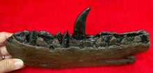 Load image into Gallery viewer, Megalosaurus bucklandii, 1st described dinosaur, Jaw &amp; Teeth #504 cast replica