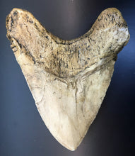 Load image into Gallery viewer, Megalodon Shark Tooth Over 7 Inches, World Record Cast Replica