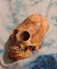 画像をギャラリービューアに読み込む, Cinnamon Skull Cast Replica Peruvian Elongated Skull (not an Alien)