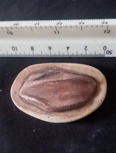 Load image into Gallery viewer, Iguanodon tooth cast replica #1 Dinosaur fossil for sale reproduction