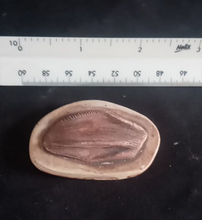Load image into Gallery viewer, Iguanodon tooth cast replica #1 Dinosaur fossil for sale reproduction