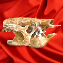 Load image into Gallery viewer, Rent a Dinosaur Exhibit!