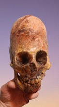 画像をギャラリービューアに読み込む, Cinnamon Skull Cast Replica Peruvian Elongated Skull (not an Alien)