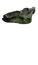 Load image into Gallery viewer, Edmontosaurus Skull Plaque cast replica Dinosaur
