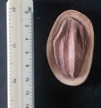 Load image into Gallery viewer, Iguanodon tooth cast replica #1 Dinosaur fossil for sale reproduction