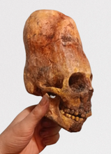 画像をギャラリービューアに読み込む, Cinnamon Skull Cast Replica Peruvian Elongated Skull (not an Alien)