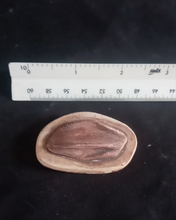 Load image into Gallery viewer, Iguanodon tooth cast replica #1 Dinosaur fossil for sale reproduction