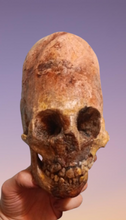 画像をギャラリービューアに読み込む, Cinnamon Skull Cast Replica Peruvian Elongated Skull (not an Alien)