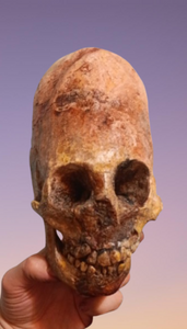 Cinnamon Skull Cast Replica Peruvian Elongated Skull (not an Alien)