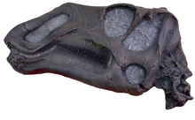 Cargar imagen en el visor de la galería, Gryposaurus Skull Plaque cast replica Dinosaur