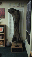 Load image into Gallery viewer, Apatosaurus femur cast replicas