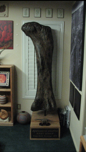 Apatosaurus femur cast replicas