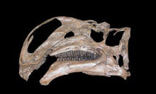 Load image into Gallery viewer, Altirhinus

Iguanodon Skull cast replica