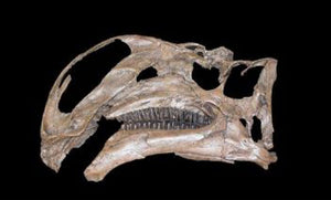 Altirhinus

Iguanodon Skull cast replica