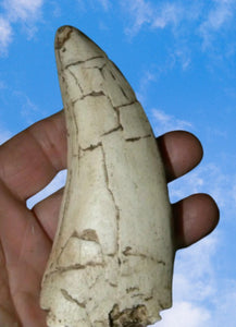 T.rex tooth #7. Large 5" Tyrannosaurus Rex T.rex Fossil tooth for sale