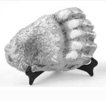 Cargar imagen en el visor de la galería, Bear: Adult Grizzly Bear footprint cast replica Alaska #1