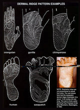 Cargar imagen en el visor de la galería, 1984 Paul Freeman&#39;s &quot;Wrinkle Foot&quot; cast  &quot;C&quot; half track Bigfoot Sasquatch footprint track cast replicas