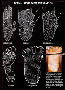 1984 Paul Freeman's "Wrinkle Foot" cast  "C" half track Bigfoot Sasquatch footprint track cast replicas