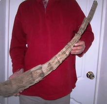 Charger l'image dans la galerie, Fossil Woolly Rhino horn Authentic Coelodonta antiquitatis horn