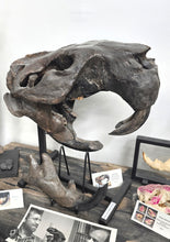 Charger l'image dans la galerie, Castoroides skull Giant Fossil Beaver