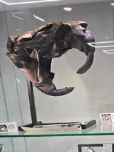 Charger l'image dans la galerie, Castoroides skull Giant Fossil Beaver